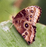 papillon