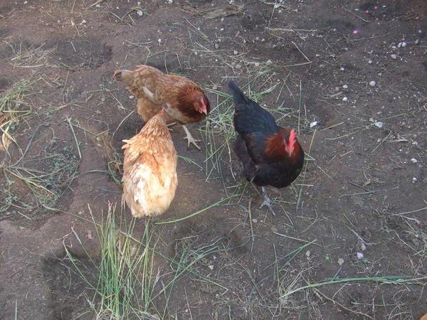poules
